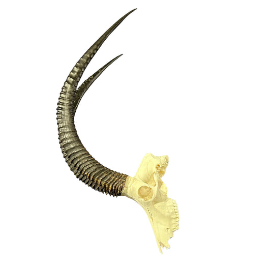 Big Sable Skull 39"- Deer Skull - Real African Antelope Horns & skull 39X20X16”