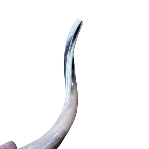 Kudu Yemenite Shofar XXL (44" around curls) Genuine Antelope Horn Judaica Trumpet Kosher-made Kudu antelope horn shofar Receive EXACT one!