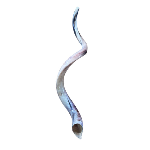 Kudu Yemenite Shofar XXL (44" around curls) Genuine Antelope Horn Judaica Trumpet Kosher-made Kudu antelope horn shofar Receive EXACT one!