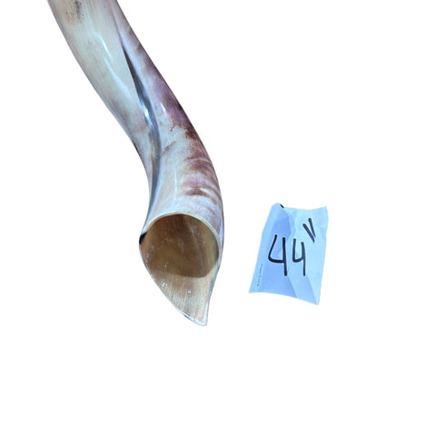 Kudu Yemenite Shofar XXL (44" around curls) Genuine Antelope Horn Judaica Trumpet Kosher-made Kudu antelope horn shofar Receive EXACT one!