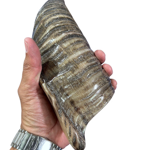 Kudu Yemenite Shofar XXL (44" around curls) Genuine Antelope Horn Judaica Trumpet Kosher-made Kudu antelope horn shofar Receive EXACT one!