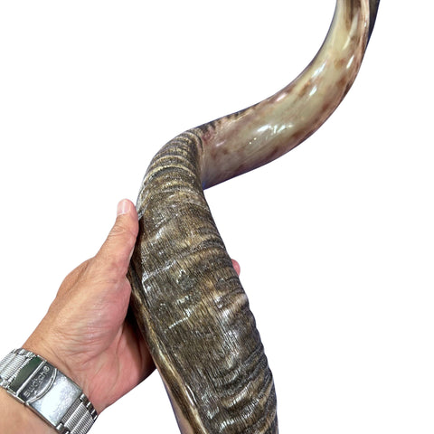 Kudu Yemenite Shofar XXL (44" around curls) Genuine Antelope Horn Judaica Trumpet Kosher-made Kudu antelope horn shofar Receive EXACT one!