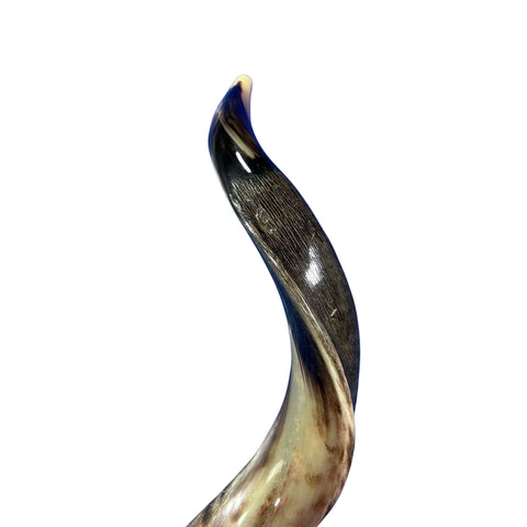 Kudu Yemenite Shofar XXL (44" around curls) Genuine Antelope Horn Judaica Trumpet Kosher-made Kudu antelope horn shofar Receive EXACT one!