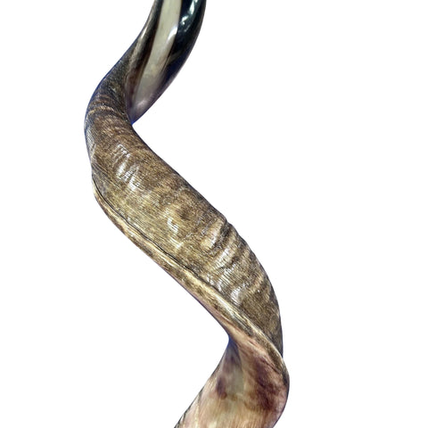 Kudu Yemenite Shofar XXL (44" around curls) Genuine Antelope Horn Judaica Trumpet Kosher-made Kudu antelope horn shofar Receive EXACT one!