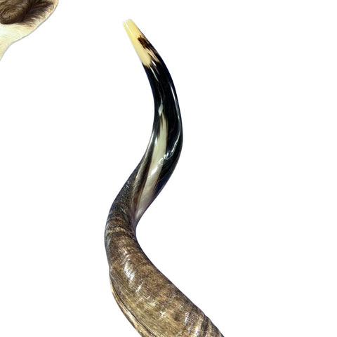 Kudu Yemenite Shofar XXL (44" around curls) Genuine Antelope Horn Judaica Trumpet Kosher-made Kudu antelope horn shofar Receive EXACT one!