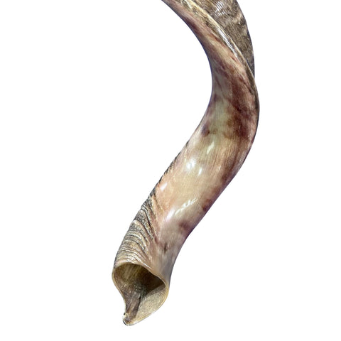 Kudu Yemenite Shofar XXL (44" around curls) Genuine Antelope Horn Judaica Trumpet Kosher-made Kudu antelope horn shofar Receive EXACT one!