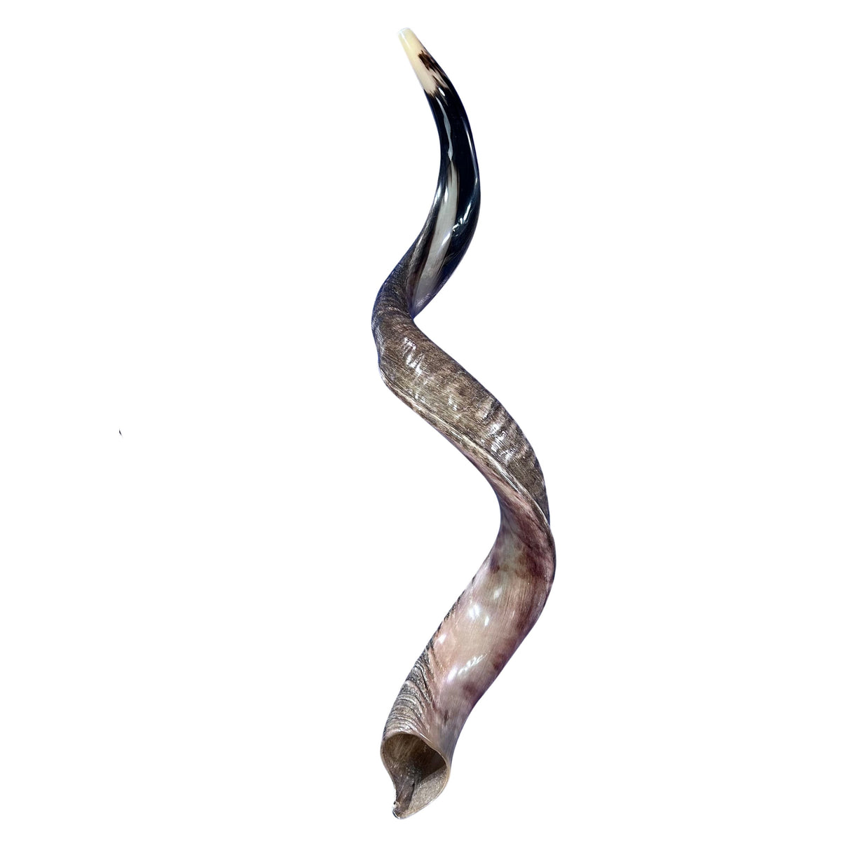 Kudu Yemenite Shofar XXL (44" around curls) Genuine Antelope Horn Judaica Trumpet Kosher-made Kudu antelope horn shofar Receive EXACT one!