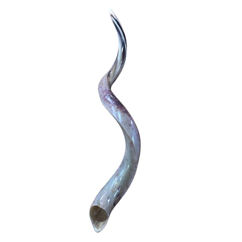 Kudu Yemenite Shofar XXL (45" around curls) Genuine Antelope Horn Judaica Trumpet Kosher-made Kudu antelope horn shofar Receive EXACT one!