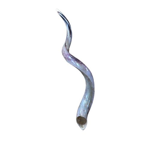 Kudu Yemenite Shofar XXL (45" around curls) Genuine Antelope Horn Judaica Trumpet Kosher-made Kudu antelope horn shofar Receive EXACT one!