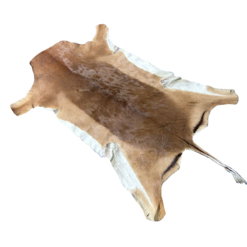 Impala Skin 45x36" (13 inches tail) F-022