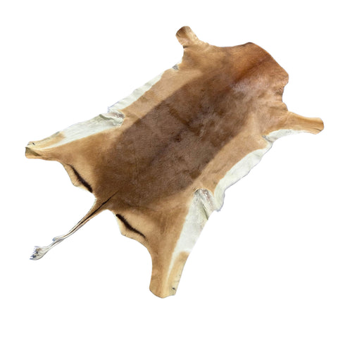 Impala Skin 45x36" (13 inches tail) F-022