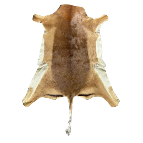 Impala Skin 45x36" (13 inches tail) F-022