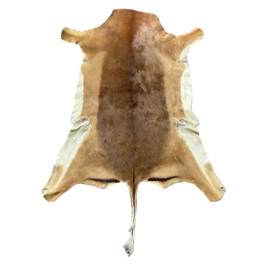Impala Skin 45x36" (13 inches tail) F-022