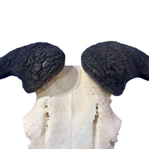 Wildebeest Skull- Real Deer Skull - Gnu Skull Taxidermy Wall Art Horns Antlers Approximate Size: 23HX23WX8D