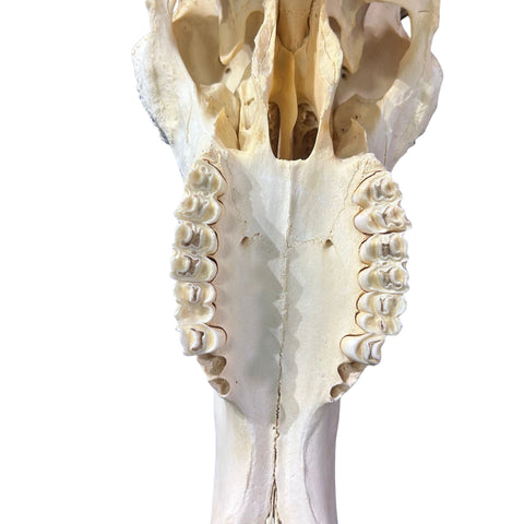 Wildebeest Skull- Real Deer Skull - Gnu Skull Taxidermy Wall Art Horns Antlers Approximate Size: 23HX23WX8D