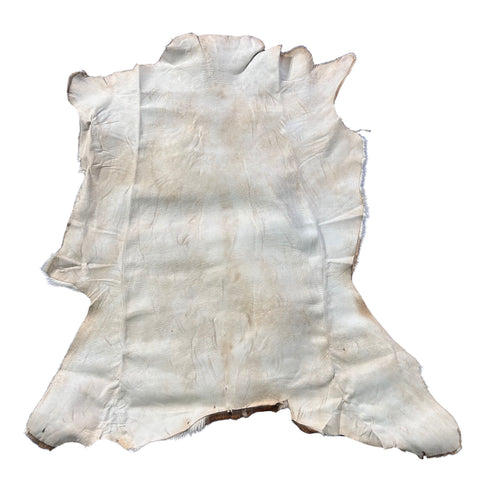 Axis Deer Skin (1 bald spot) Size: 43x38" Axis-782