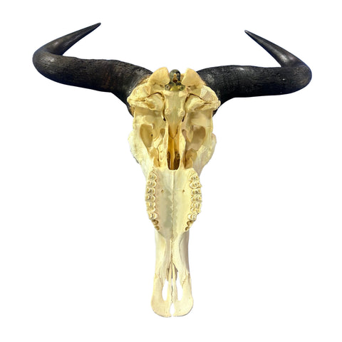 Wildebeest Skull- Real Deer Skull - Gnu Skull Taxidermy Wall Art Horns Antlers Approximate Size: 23HX23WX8D