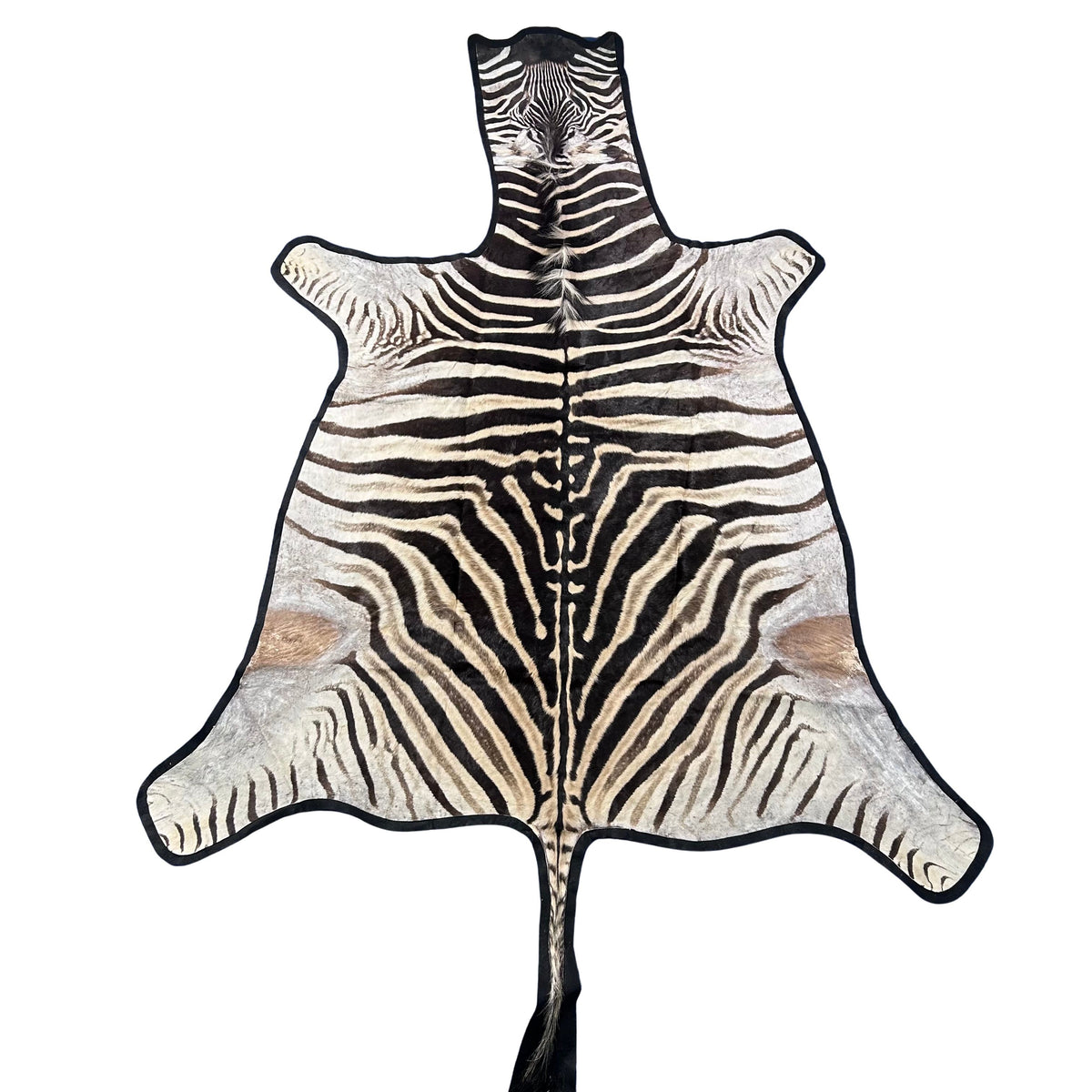 Zebra Skin Rug # 61 (felted/Tail is 31") Size: 8x6.2 feet