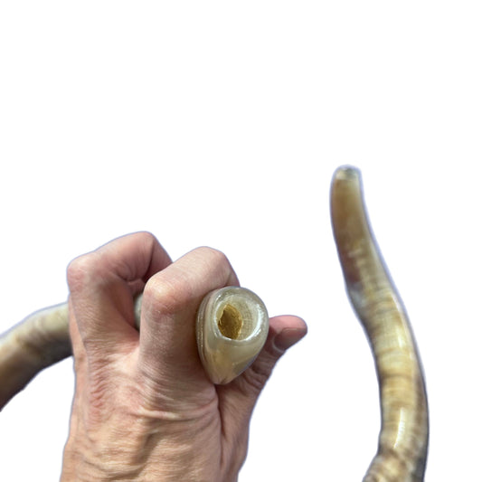 Angora Ram Horn Shofar Set - Semi Polished Genuine Angora Horn Arts and Crafts Antler- Around 15" long Yemenite Ram Shofar Koshar Made