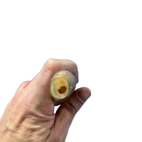 Angora Ram Horn Shofar Set - Semi Polished Genuine Angora Horn Arts and Crafts Antler- Around 15" long Yemenite Ram Shofar Koshar Made