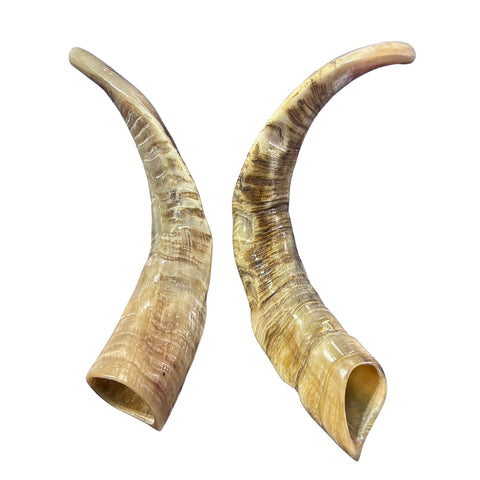 Angora Ram Horn Shofar Set - Semi Polished Genuine Angora Horn Arts and Crafts Antler- Around 15" long Yemenite Ram Shofar Koshar Made