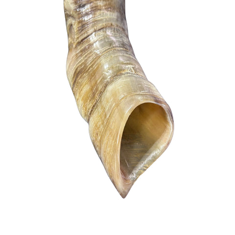 Angora Ram Horn Shofar Set - Semi Polished Genuine Angora Horn Arts and Crafts Antler- Around 15" long Yemenite Ram Shofar Koshar Made