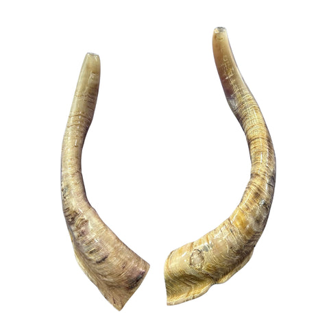 Angora Ram Horn Shofar Set - Semi Polished Genuine Angora Horn Arts and Crafts Antler- Around 15" long Yemenite Ram Shofar Koshar Made