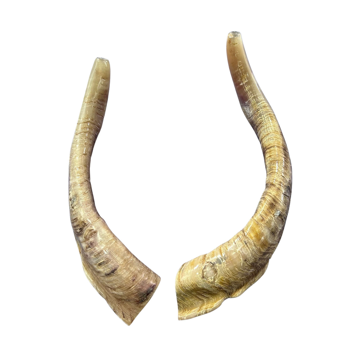 Angora Ram Horn Shofar Set - Semi Polished Genuine Angora Horn Arts and Crafts Antler- Around 15" long Yemenite Ram Shofar Koshar Made