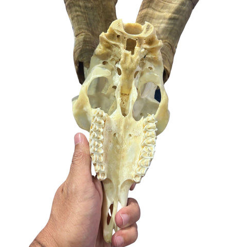 Real Angora Goat Skull – Big Ram Skull - Taxidermy Ram Horns, Rustic Wall Decor (30"X16X7")