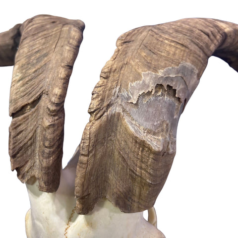 Real Angora Goat Skull – Big Ram Skull - Taxidermy Ram Horns, Rustic Wall Decor (30"X16X7")