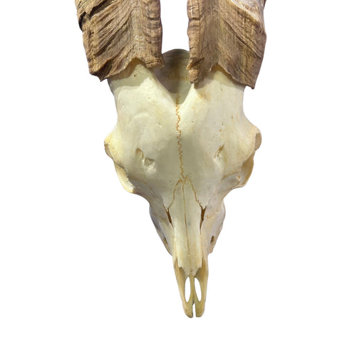 Real Angora Goat Skull – Big Ram Skull - Taxidermy Ram Horns, Rustic Wall Decor (30"X16X7")