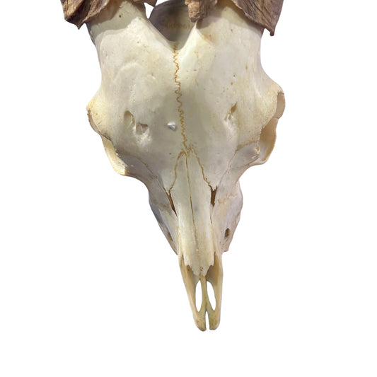 Real Angora Goat Skull – Big Ram Skull - Taxidermy Ram Horns, Rustic Wall Decor (30"X16X7")
