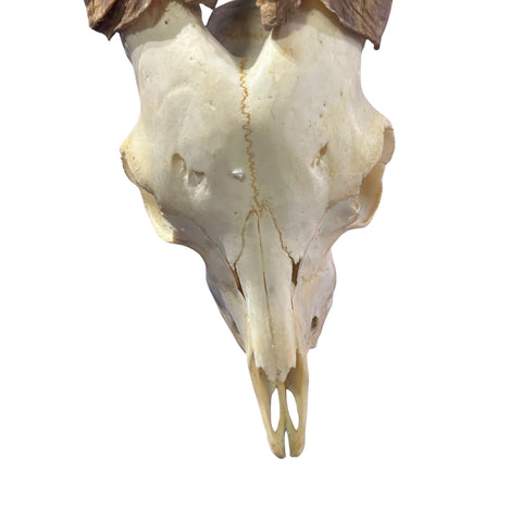 Real Angora Goat Skull – Big Ram Skull - Taxidermy Ram Horns, Rustic Wall Decor (30"X16X7")
