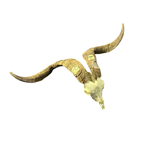 Real Angora Goat Skull – Big Ram Skull - Taxidermy Ram Horns, Rustic Wall Decor (30"X16X7")