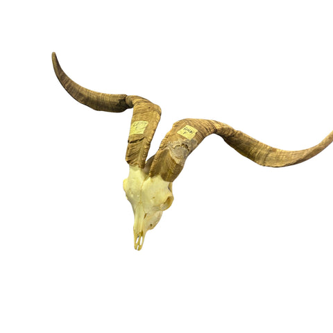 Real Angora Goat Skull – Big Ram Skull - Taxidermy Ram Horns, Rustic Wall Decor (30"X16X7")