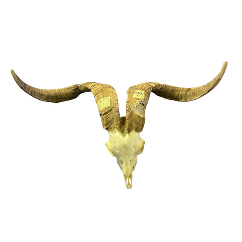 Real Angora Goat Skull – Big Ram Skull - Taxidermy Ram Horns, Rustic Wall Decor (30"X16X7")
