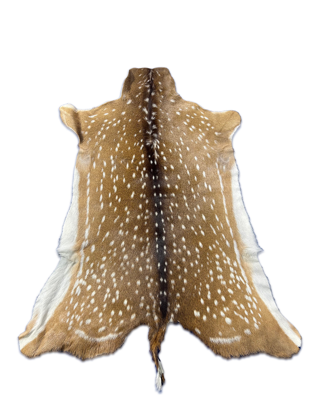 Top Grade Axis Deer Skin (no holes but 1 small bald spot on the neck) Size: 44x36" Axis-731