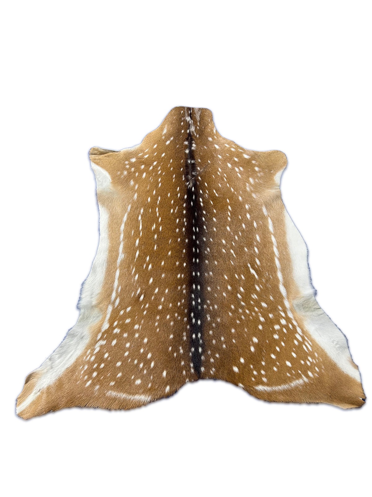 Top Grade Axis Deer Skin (1 small hole and some small bald spots on the neck) Size: 41x39" Axis-732