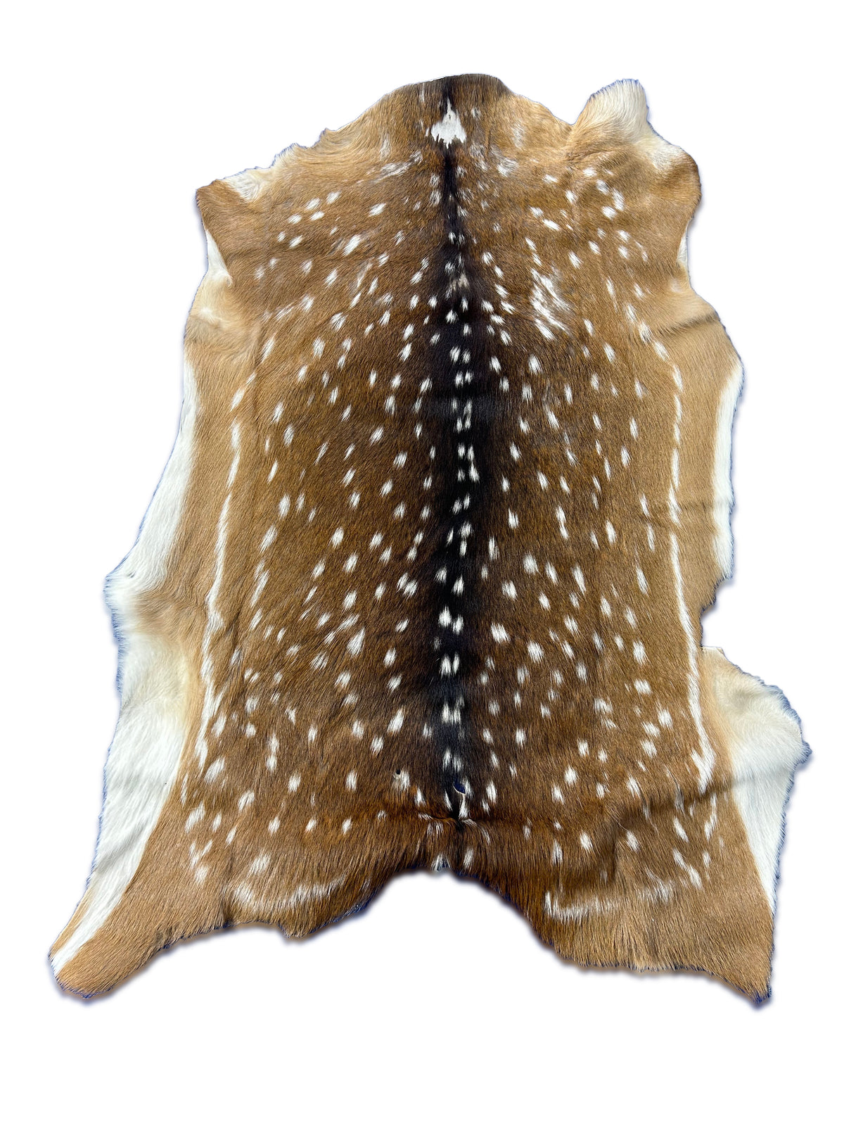 Rug Grade Axis Deer Skin (a couple of small holes and small scars) Size: 35x26" Axis-736