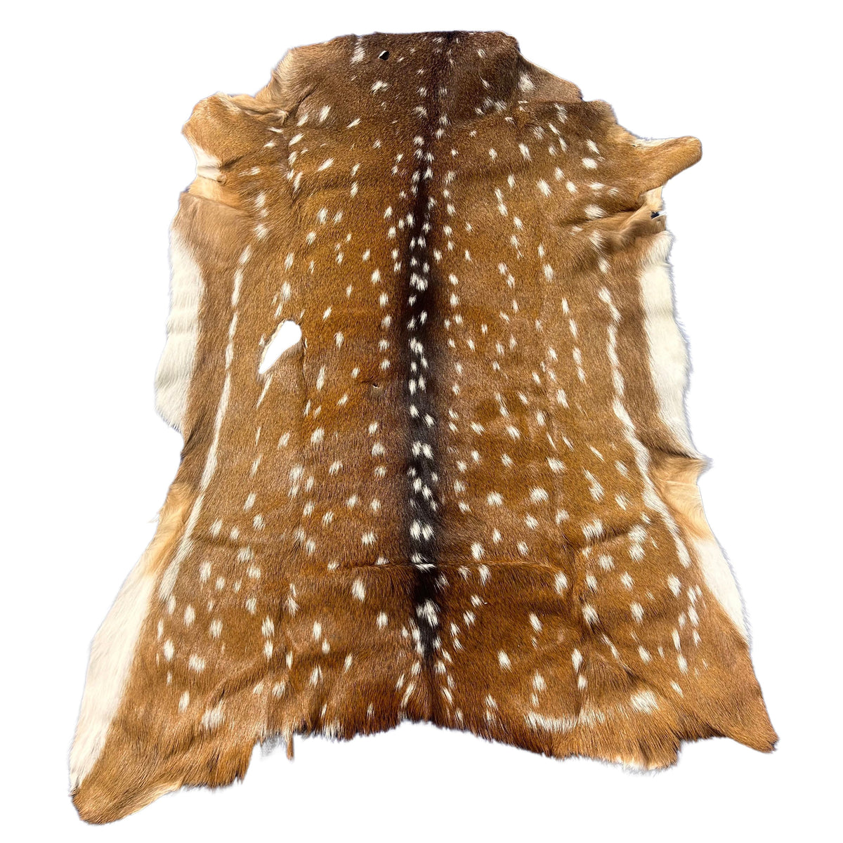 Axis Deer Skin Size: 45"x35" Axis-743