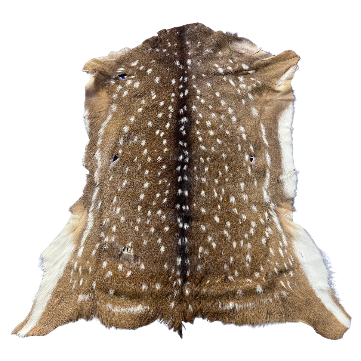 Rug Grade Axis Deer Skin (several holes) Size: 42x35" Axis-768