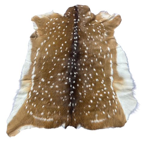 Top Grade Axis Deer Skin (1 little hole) Size: 41x36" Axis-769