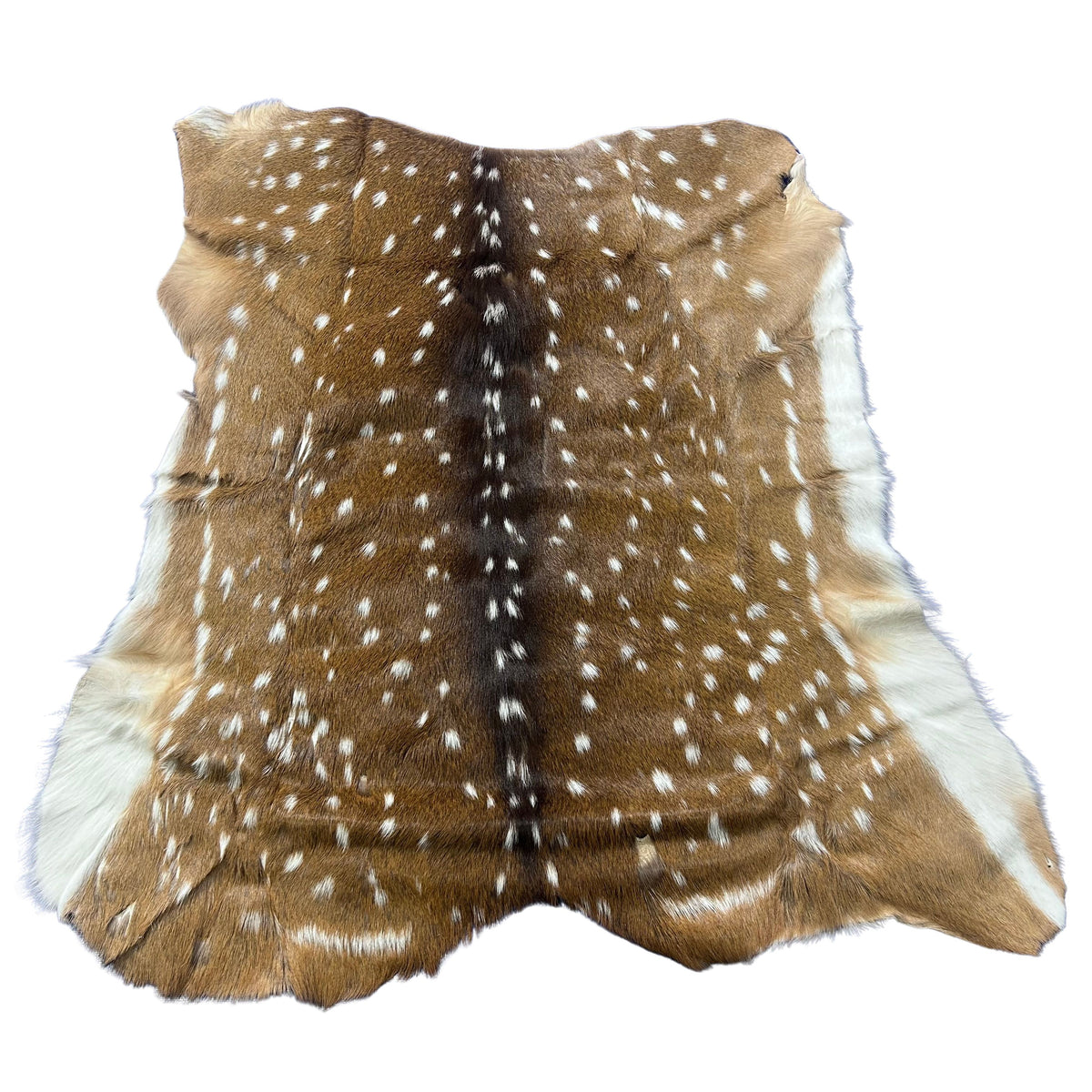 Rug Grade Axis Deer Skin (several holes) Size: 40x39" Axis-770