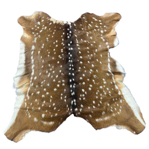 Axis Deer Skin (top of the neck missing hair) Size: 40x40" Axis-776