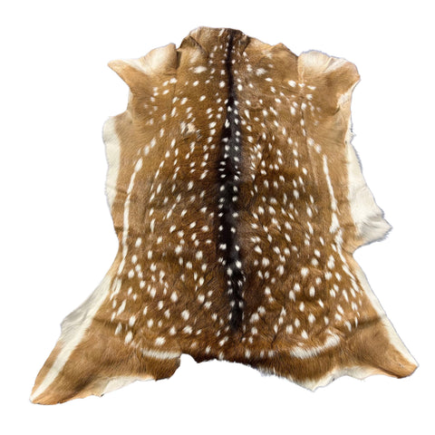 Axis Deer Skin (1 bald spot) Size: 43x38" Axis-782