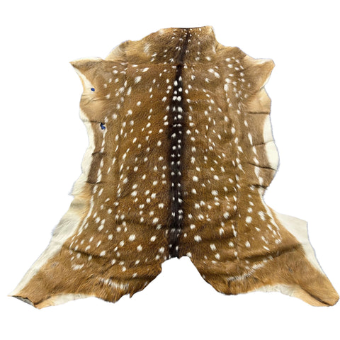 HUGE Axis Deer Skin (a couple of holes) Size: 51x49" Axis-780
