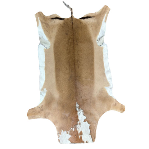 African Impala Antelope Hide - 2nd Grade Skin