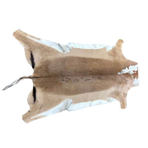 African Impala Antelope Hide - 2nd Grade Skin