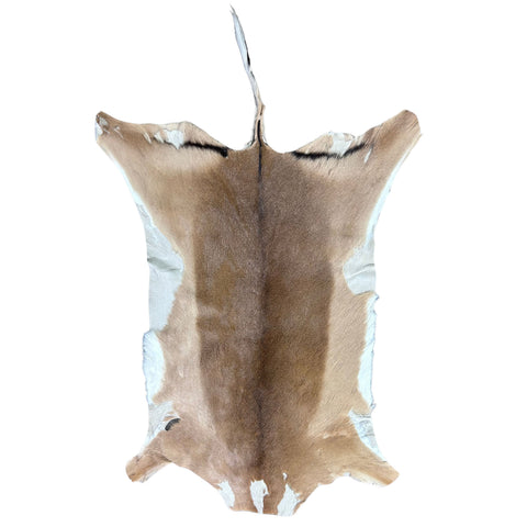 African Impala Antelope Hide - 2nd Grade Skin