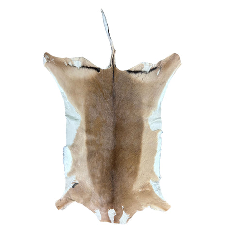 African Impala Antelope Hide - 2nd Grade Skin